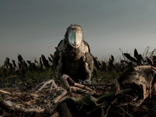 Ein Schuhschnabel-Küken in seinem Nest in der Savanne. Ein Schuhschnabel-Küken in seinem Nest in der Savanne.