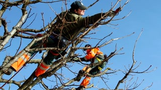 Baumpfleger hängen in den Ästen
