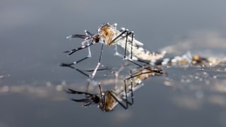 Tigermücke auf reflektierender Oberfläche.