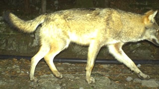 Wolf in einer Fotofalle im Kanton Uri
