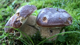 Zwei Steinpilze im Wald