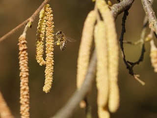 Eine Biene sitzt auf einer blühenden Hasel und sammelt Pollen. An ihren Hinterbeinen ist ein gelbes, prall gefülltes Pollenhöschen zu sehen. 