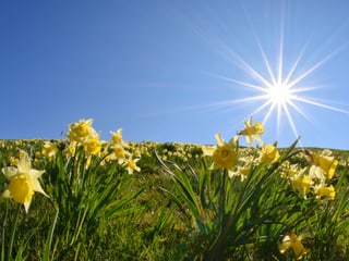Gelbe Blumen auf Feld mit blauem Himmel und Sonne rechts