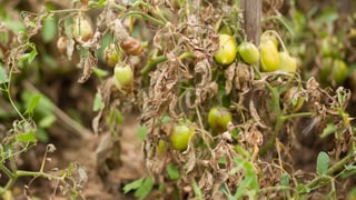 Tomatenstaude mit braunen Blättern.