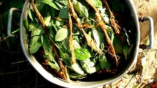 Ayahuasca: Wurzeln und Blätter kochen im Topf. Ayahuasca: Wurzeln und Blätter kochen im Topf.