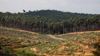Abgeholzter Wald, dahinter eine Palmölplantage.