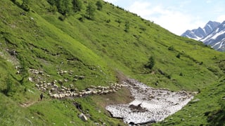 Die Schafherde auf der Alp.