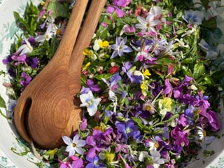 Schön angerichteter Garten Wildernte Salat