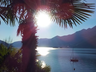Gegenlichtfoto auf den See hinaus mit Palme. 