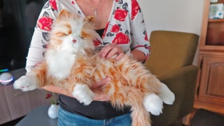 Eine Frau hält eine Roboterkatze auf ihrem Arm. Eine Frau hält eine Roboterkatze auf ihrem Arm.