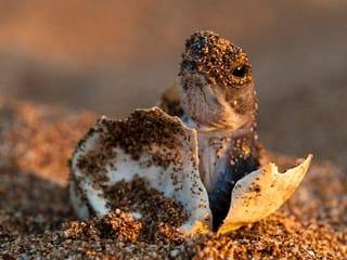 Junge Meeresschildkröte nach dem Schlüpfen aus dem Ei.