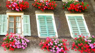 Fenster und Geranien im Entlebuch.