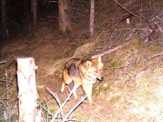 Ein Schakal ging 2015 in der Surselva in eine Fotofalle. Ein Jäger erschoss den vermeintlichen Fuchs.
