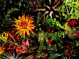 Eine farbenprächtige Blumenlandschaft von Makoto Azuma.
