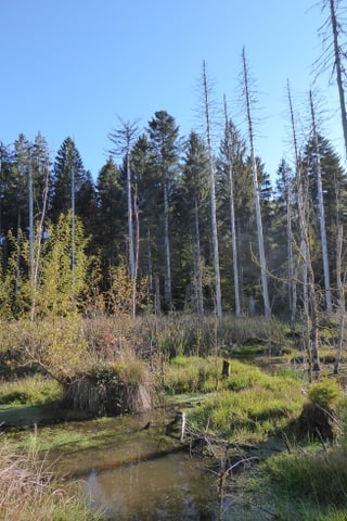 Wasser, Grün und tote Bäume im Langholz