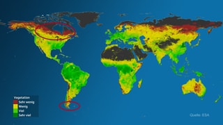 Ein Satellitenbild der Erde. Die Farben stehen für die Chlorophyllmenge der Pflanzen und somit für die Entwicklung der Vegetation.