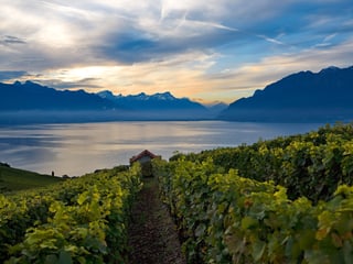 Morgenstimmung in den Rebbergen bei Rivaz mit Blick aufs Seebecken des Genfersees.