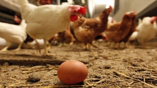 Wieviel Eier Legt Ein Huhn Im Jahr
