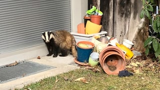 Wildtiere in der Stadt - Katzenbilder waren mal – jetzt kommen Fuchs