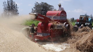 Ein Mähdrescher bei der Weizenernte in Ägypten, das eines der grössten Weizenimporteur-Länder ist.