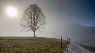 Landschaft im Appenzellerland: Die Sonne scheint diffus durch den Nebel. 