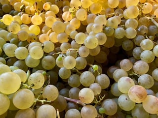 Sauvignon-Blanc-Trauben kurz nach der Ernte...