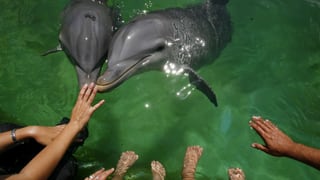 Ein Becken in einem grossen Aquarium in Havanna, wo sich zwei Delfine und Therapeuten um Kinder kümmern, die mit Behinderungen leben müssen.