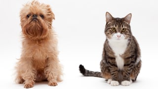 Hund und Katze Hund und Katze
