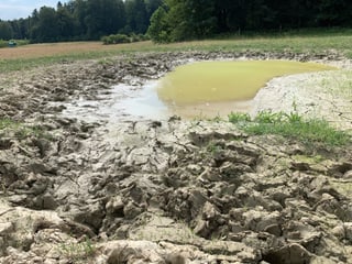 Die Wasserbüffel suhlen sich in diesem Tümpel und schaffen dadurch ein Biotop für den Laubfrosch. Die Wasserbüffel suhlen sich in diesem Tümpel und schaffen dadurch ein Biotop für den Laubfrosch.