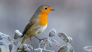 Rotkehlchen Rotkehlchen