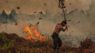 Palmölplantagen auf Borneo Palmölplantagen auf Borneo