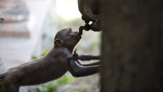 Ein Affe versucht an einem Brunnen zu trinken.