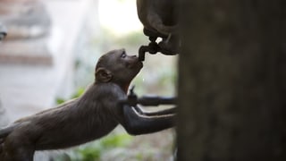 Ein Affe versucht an einem Brunnen zu trinken. Ein Affe versucht an einem Brunnen zu trinken.