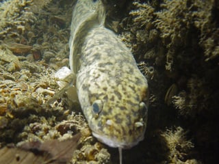 Gelblicher Fisch mit schwarzen Mustern liegt auf dem Grund der Aare,