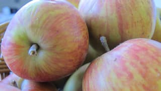 Äpfel der Sorte Alant.