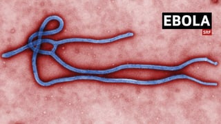 Alles zum Thema Ebola