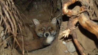 Fuchs im Fuchsbau