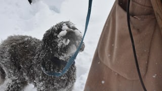 Hund Hund