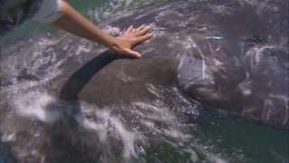 Eine Hand streichelt im Meer einen Grauwal. Eine Hand streichelt im Meer einen Grauwal.