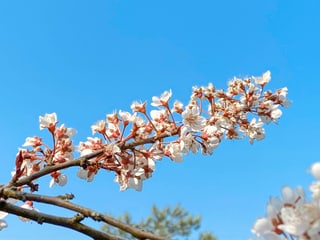 Pflaumenblüten vor blauem Himmel
