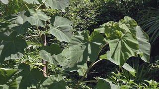 Die grossen Blätter der Paulownia. Die grossen Blätter der Paulownia.