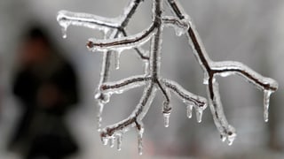Mit Eisschicht umhüllter Ast. Mit Eisschicht umhüllter Ast.