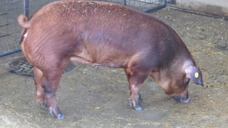 Der Laufstall von Samuel Schwabs Schweinen in Worb. Es sind Aarethal-Duroc-Schweine.
