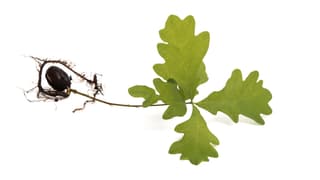 Der Start eines grossen Baumes: Die Eichensprosse. Der Start eines grossen Baumes: Die Eichensprosse.