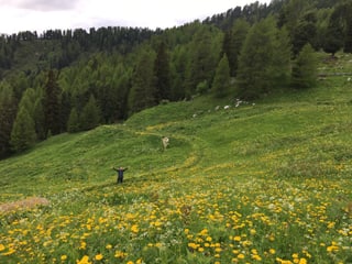 Nik steht in einer Löwenzahn-Wiese.