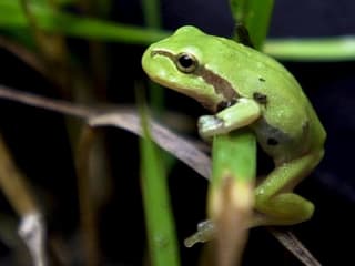 Ein Laubfrosch auf einer Pflanze, aufgenommen im Reusstal, aber nicht im Märimoos. Ein Laubfrosch auf einer Pflanze, aufgenommen im Reusstal, aber nicht im Märimoos.