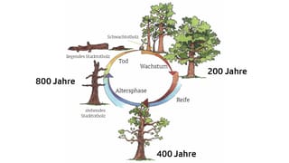 Schema des Lebenszyklus einer Eiche. 