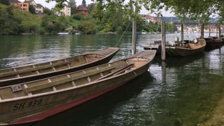Weidlinge auf dem Schaffhauser Rhein