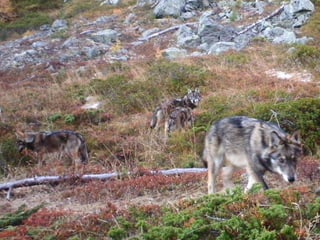 Drei Wölfe streifen durch die Landschaft.