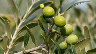 Ein Zweig eines Olivenbaums mit hellgrünen Früchten daran.